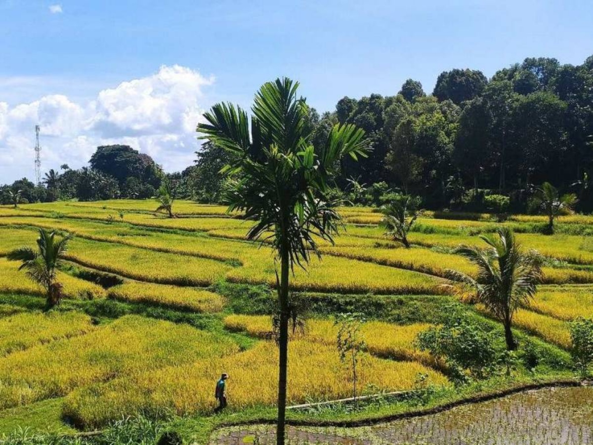 2D-1N Trekking Plawangan Tetebatu & G. Sangkareang